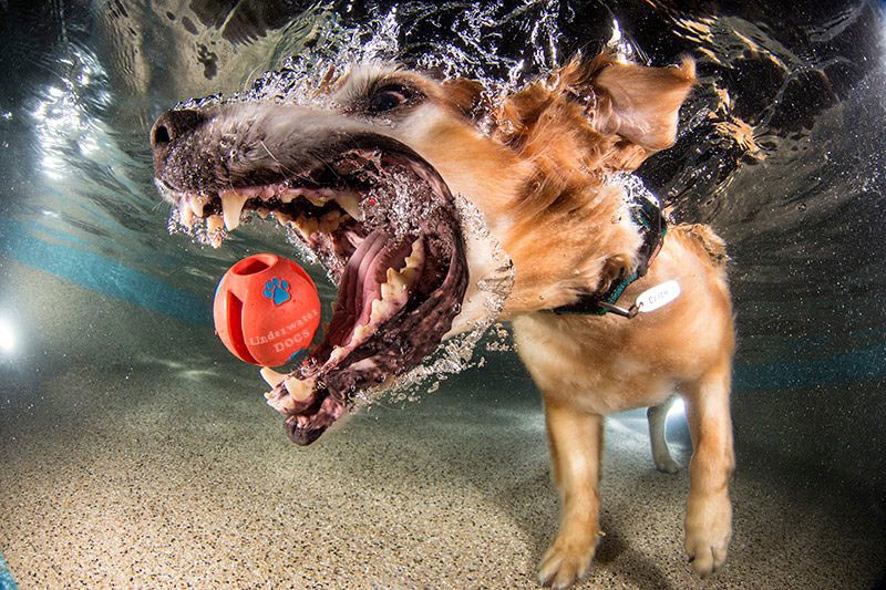 Vous Vous Demandez Quelle Tête Fait Votre Chien Quand Il Plonge Dans L