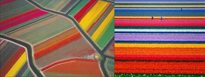 Les-champs-de-tulipes-Pays-Bas