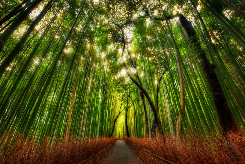 Sagano-Bamboo-Forest-Arashiyama-Japon