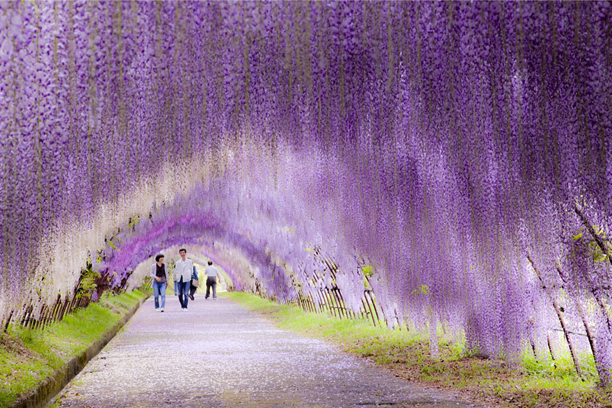 kawachi-fuji-garden