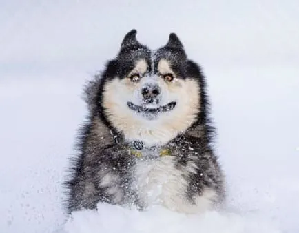 husky