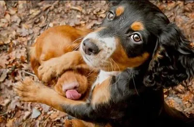 chien de chasse