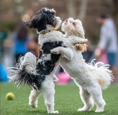 chien qui danse