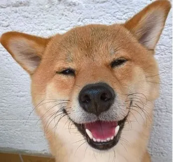 shiba