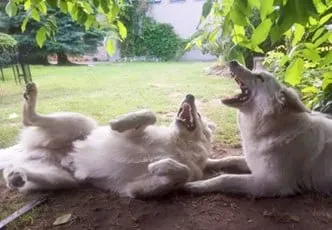 chien loup blanc