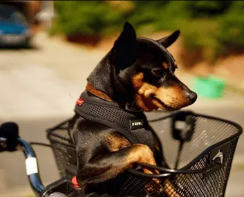 panier velo chien