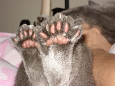 Meme les amateurs de chats 16