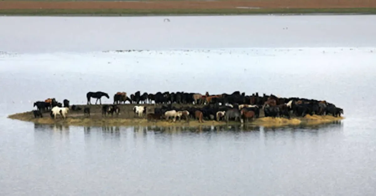 Ces 100 chevaux étaient pris au piège sur une île, jusqu’à ce que ces 7 femmes réalisent l’IMPENSABLE…