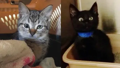11 Chatons nés avec d’adorables yeux de merlans frits. Qui peut y résister!