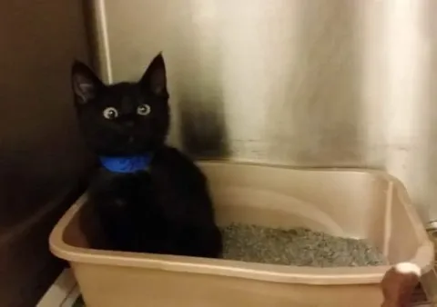 011916-10-Kitties-with-Cute-Googly-Eyes-2