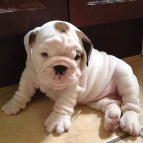 Bouledogue 2