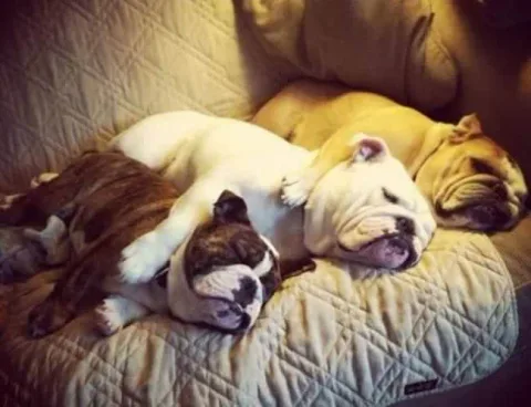 Bouledogue 12