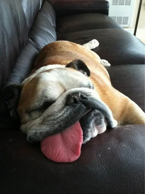 Bouledogue 13