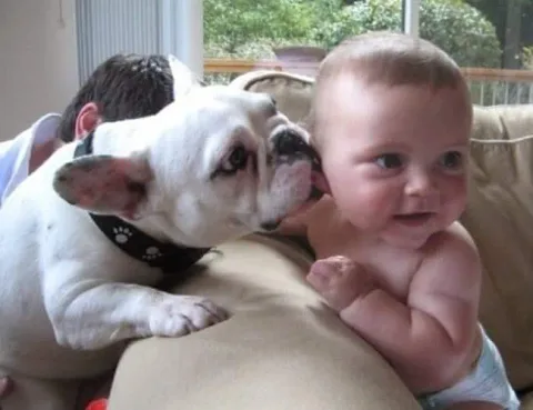 Bouledogue 5