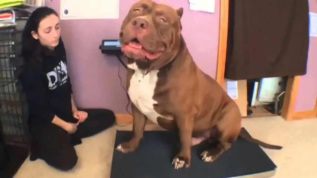 Hulk gros pitbull