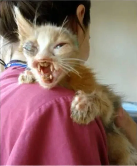 Chatte maltraitee 4