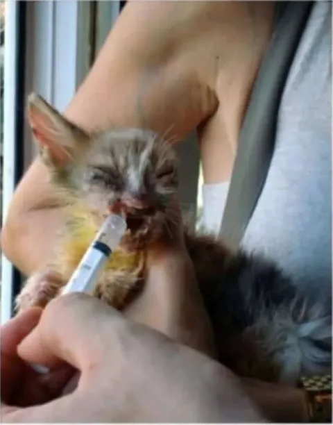 Chatte maltraitee 5