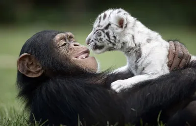 15 Amitiés Animalières Inhabituelles Qui Vont Faire Fondre Votre Cœur