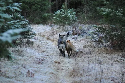 Unusual animal friendship 1 3