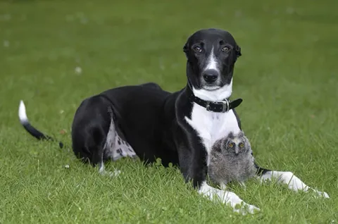 Unusual animal friendship 2 1