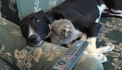 Unusual animal friendship 2 2