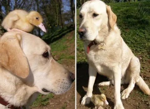 Unusual animal friendship 4 2