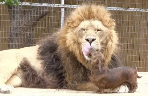 Unusual animal friendship 6 2