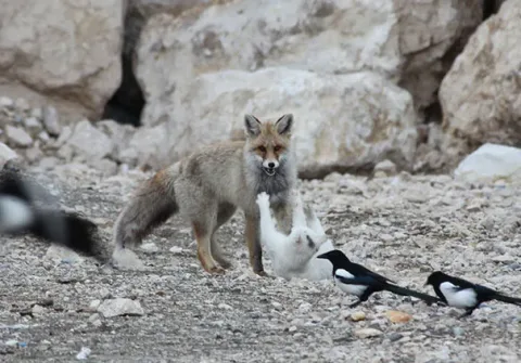 Unusual animal friendship 7 2