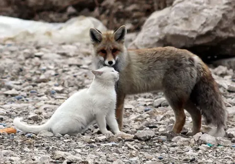 Unusual animal friendship 7 3
