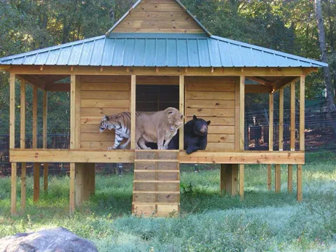Unusual animal friendship 11 1