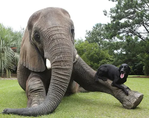 Unusual animal friendship 3 3