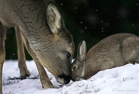 Unusual animal friendship 9 1
