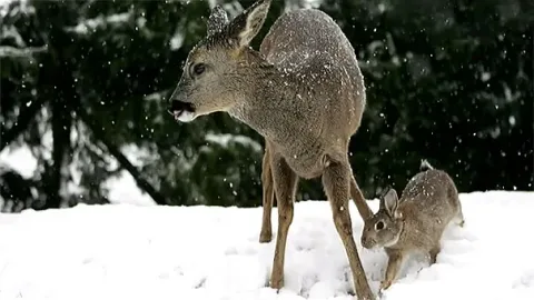 Unusual animal friendship 9 3