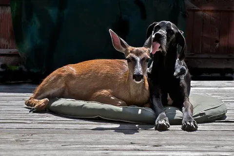 Unusual animal friendship 14 1