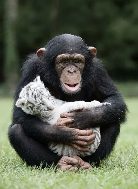 Unusual animal friendship 15 4