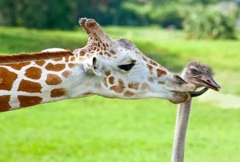 Unusual animal friendship 10 3
