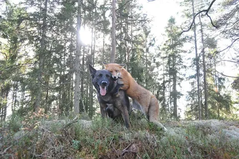 Unusual animal friendship 1 4
