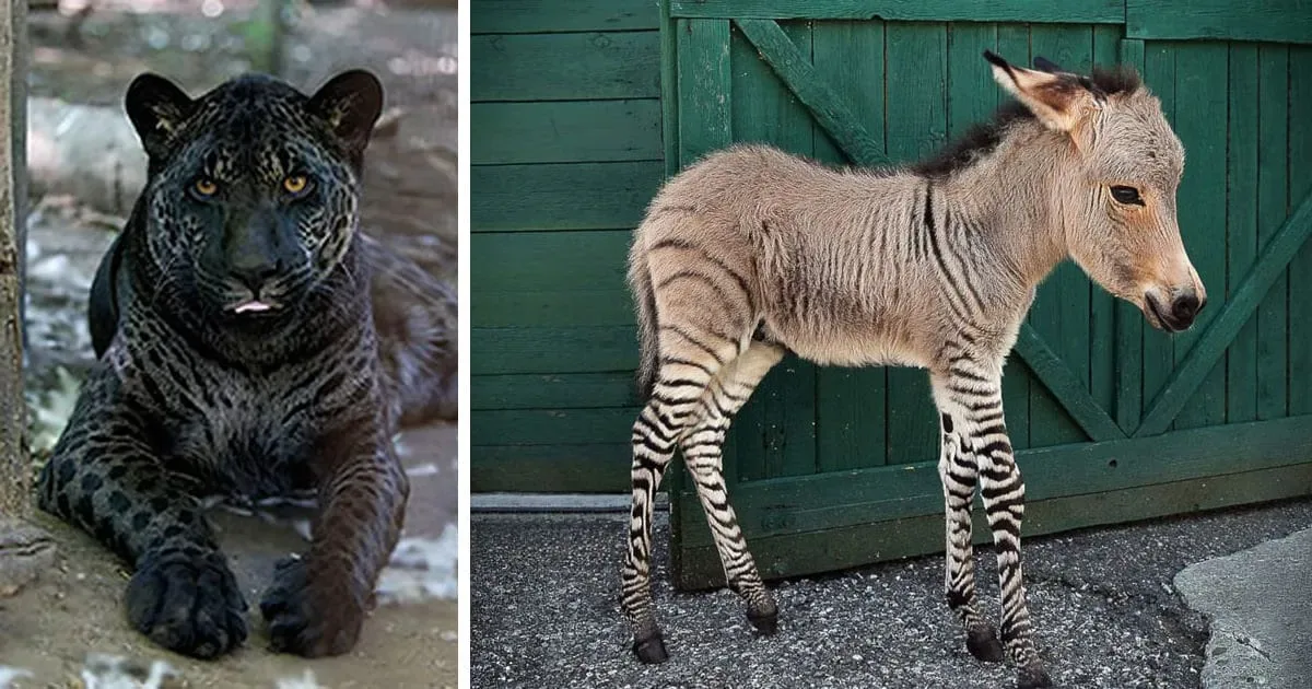 18 Animaux Hybrides Dont On a Du Mal à Imaginer L’existence