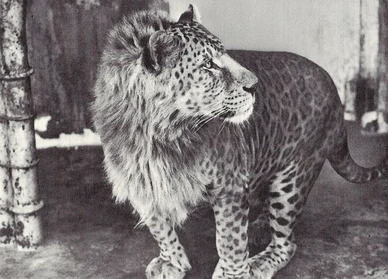 121915-hybrid-animals-16