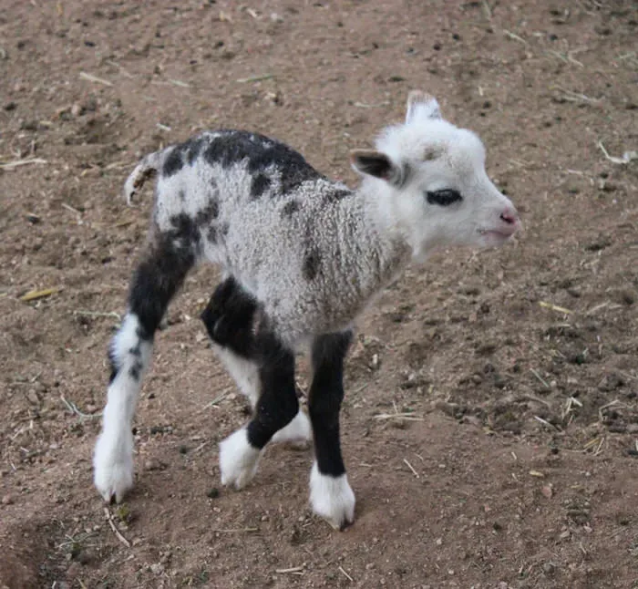 (Image credits: My Petting Zoo)