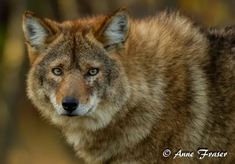 (Image credits: Anne Marie Fraser)