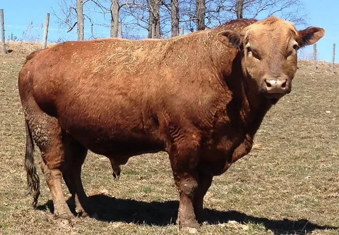 (Image credits: beefalo.bandcamp.com)