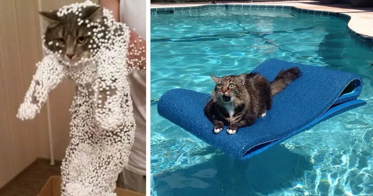 20 chats qui ont aussitôt regretté leurs mauvaises décisions.
