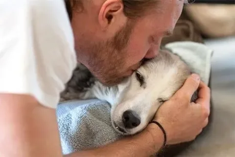 20 20 essential dog facts