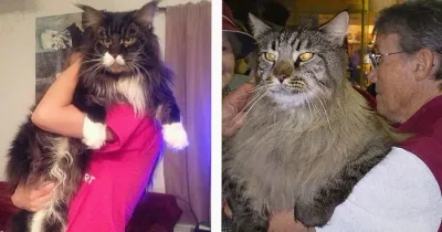 20 des Plus Grands Chats Domestiques au Monde