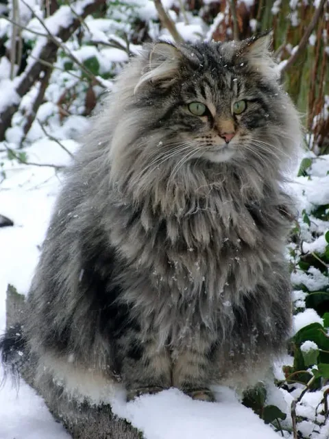 Gros chats 1