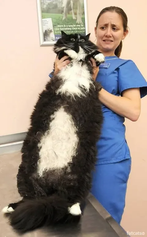 Gros chats 12