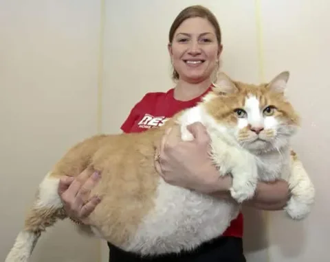 Gros chats 13