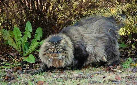 Gros chats 19