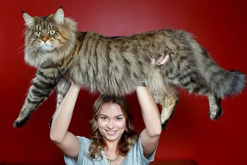 Gros chats 2